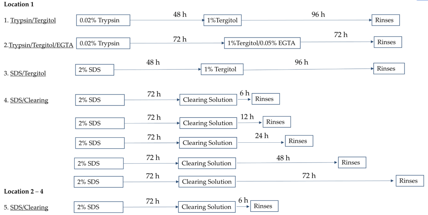 Decellularization patterns figure from optimization publication