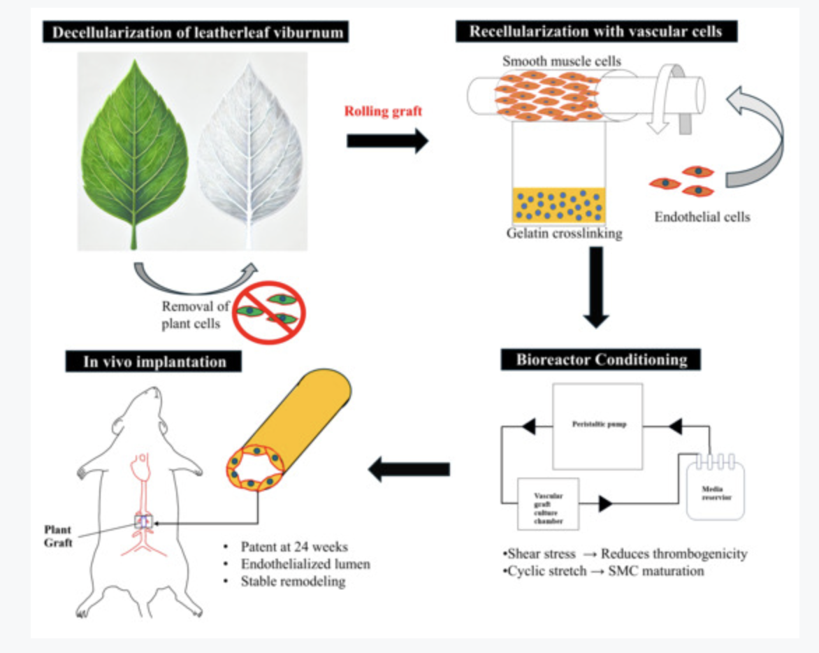 Implantation publication figure showing graphical abstract and analysis panel