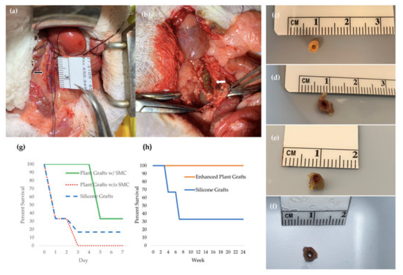 Implantation publication figure showing vascular graft implantation results