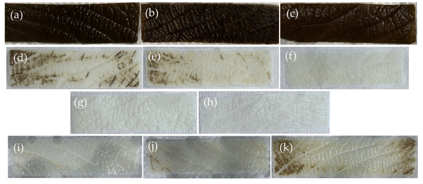 Decellularization results figure from optimization publication