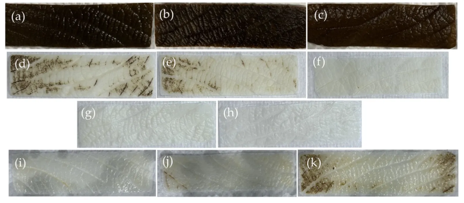 DNA removal comparison across decellularization protocols